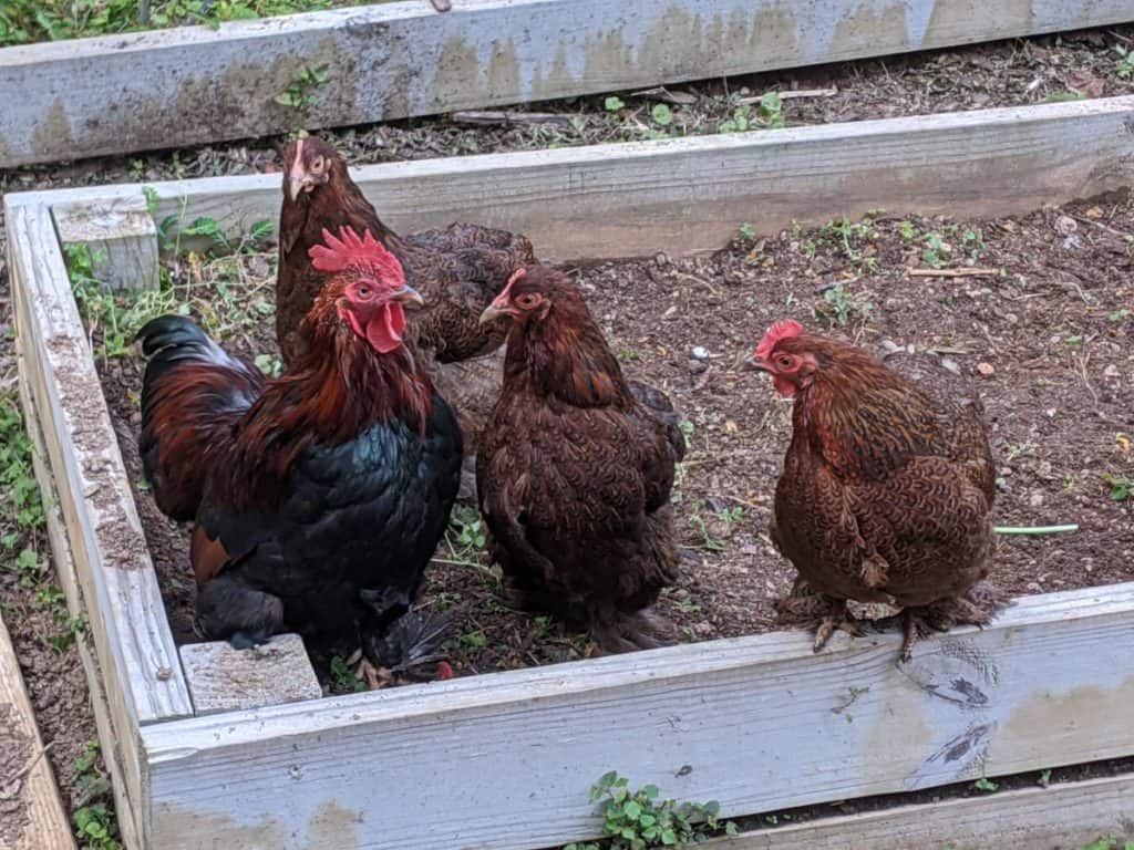 bantam chickens in garden bed