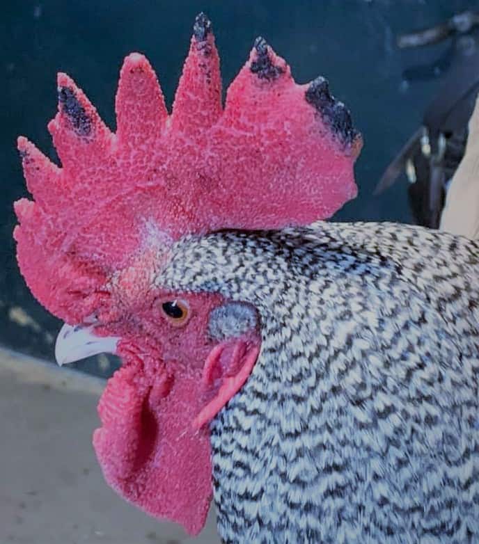 rooster with frostbite