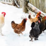 Flock of chickens foraging outside on a farm in winter