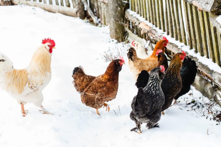 chickens in winter
