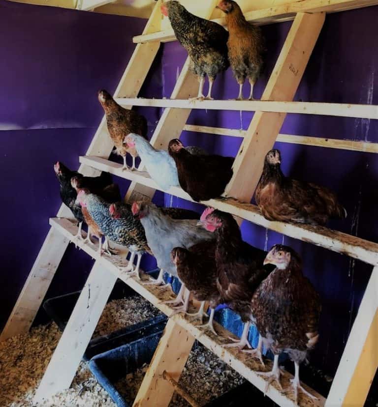 A Guide To Chicken Roosts And Why They Need Them 2024 Cooped Up Life 