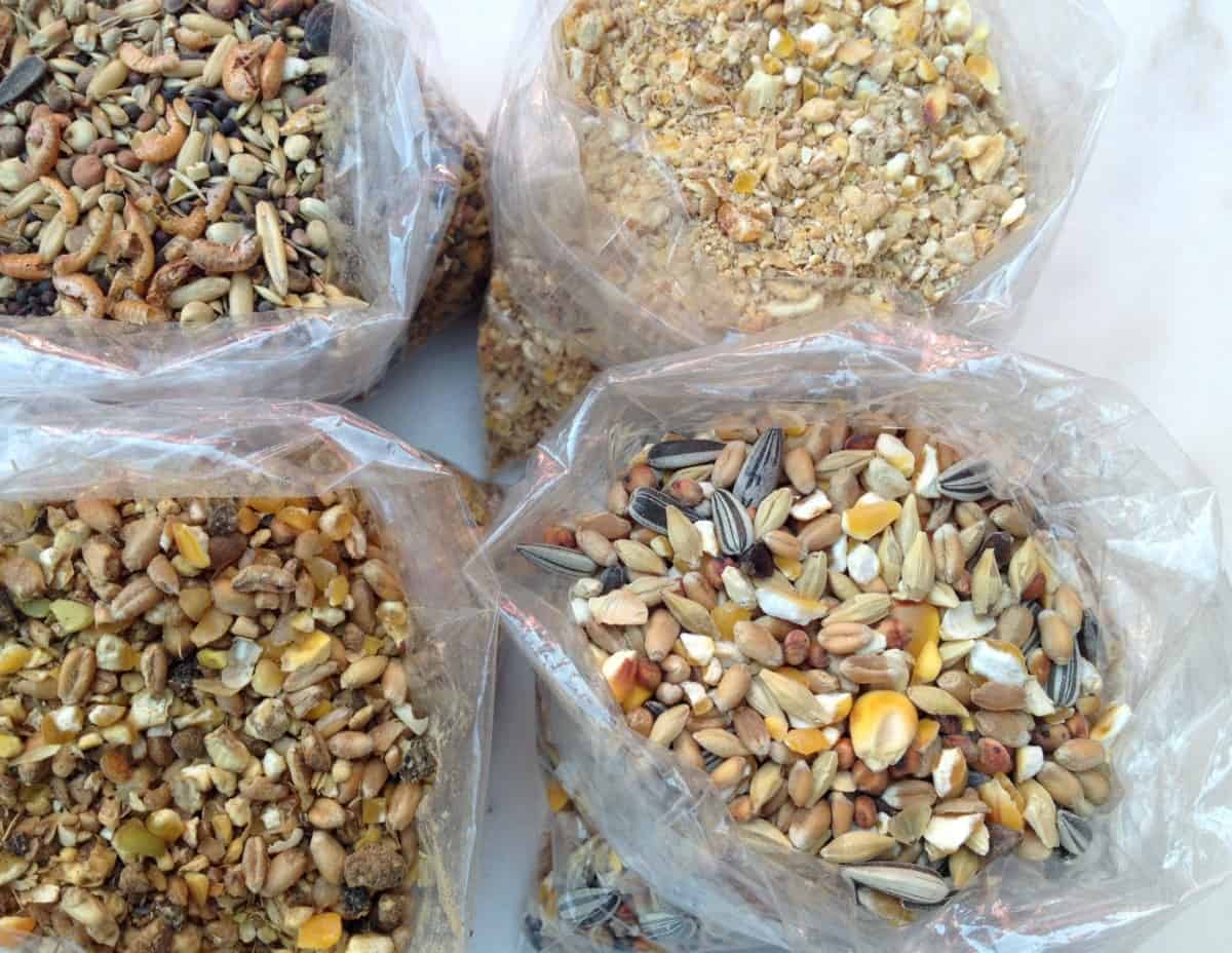 What Are The Types Of Chicken Feed? Cooped Up Life