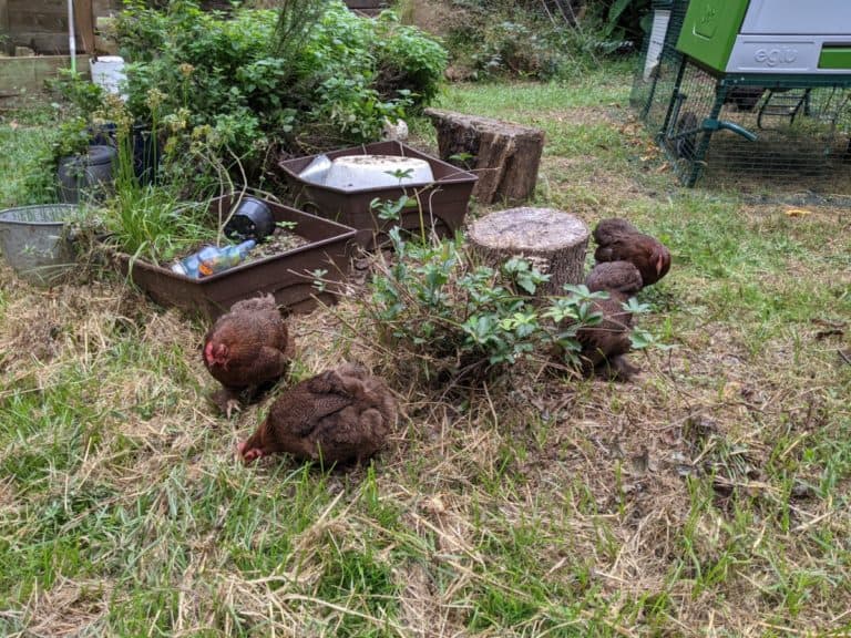 chickens in backyard