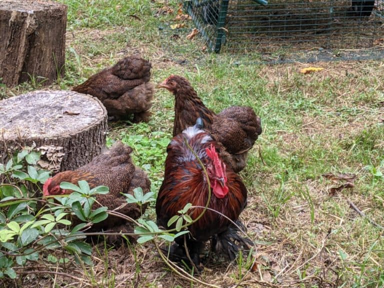 chickens near stump
