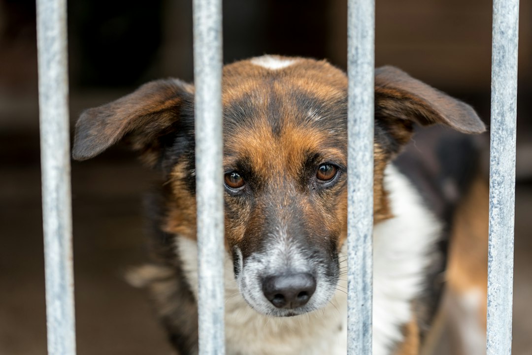 Dog waiting behind kennel bars at an animal shelter