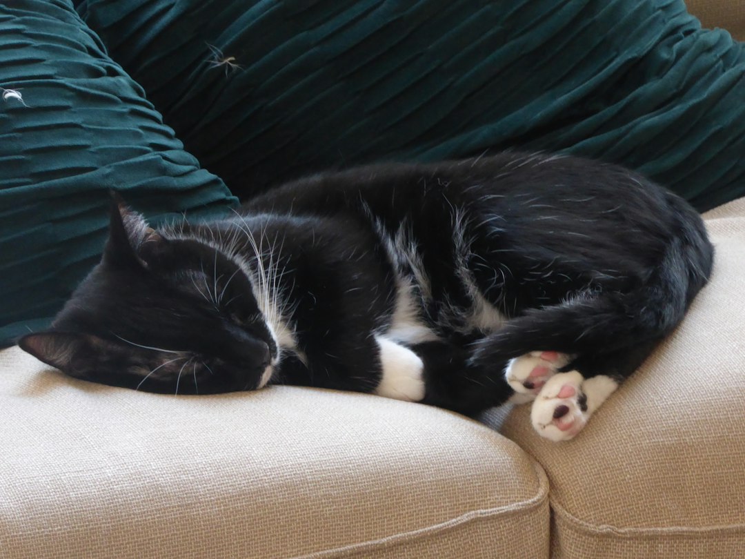 Tuxedo cat sleeping on a couch