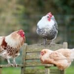 Three chickens of different breeds gathered around a wooden chair outdoors