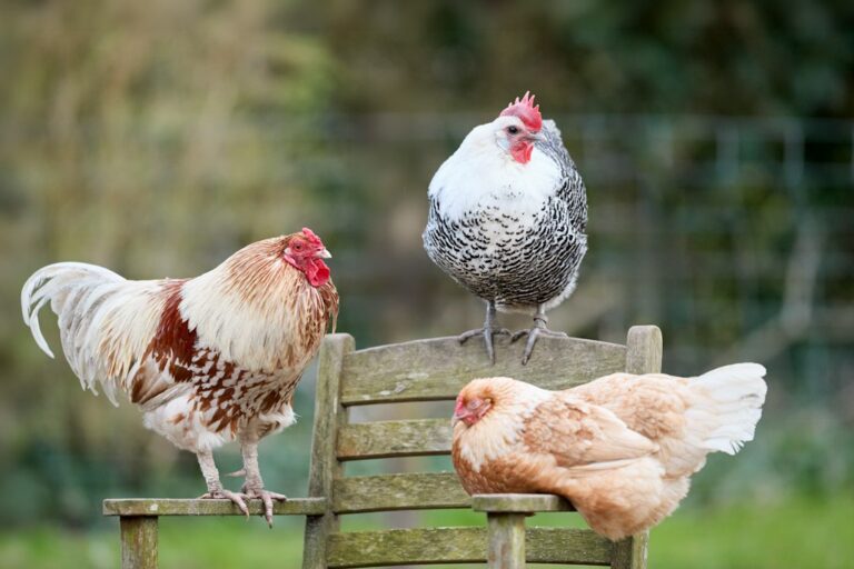 Three chickens of different breeds gathered around a wooden chair outdoors