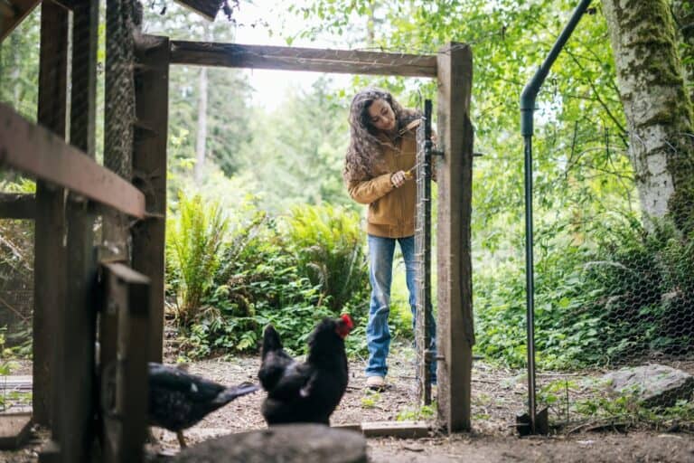 Girl opening a backyard chicken coop door with hens nearby
