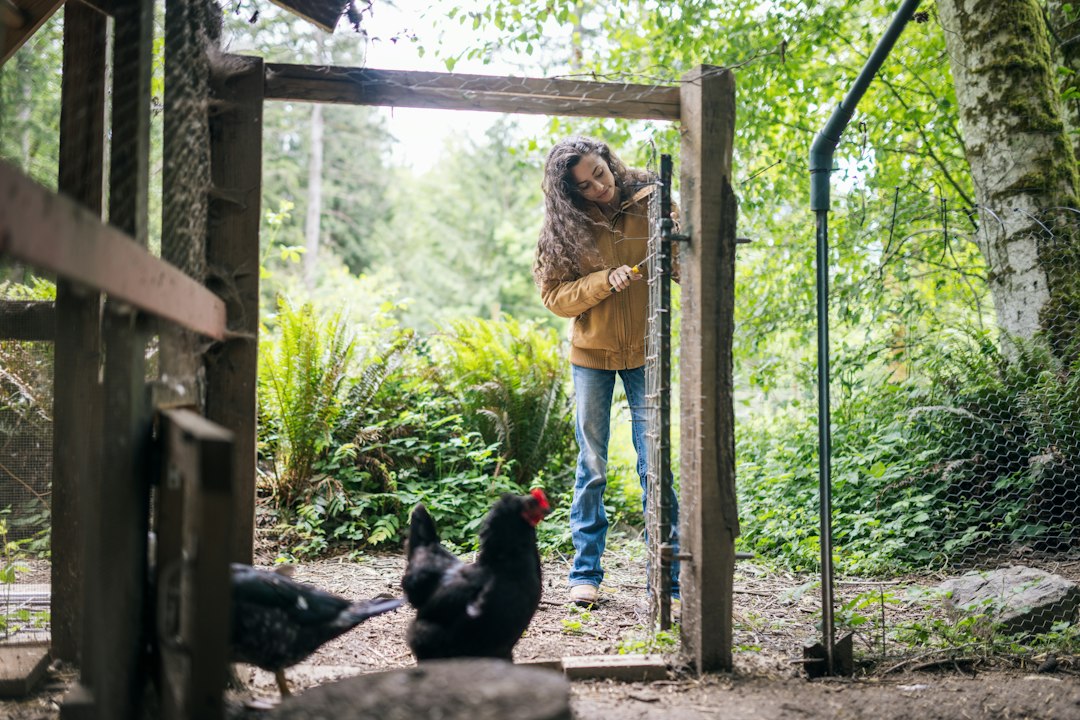 Girl opening a backyard chicken coop door with hens nearby