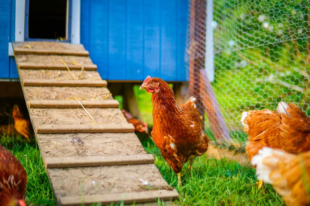 Backyard hen inside a fenced chicken run