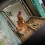 Hen walking inside a wooden chicken coop, where red roost mites hide in cracks and roosts