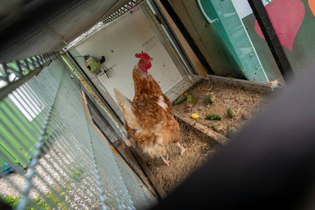 Hen walking inside a wooden chicken coop, where red roost mites hide in cracks and roosts