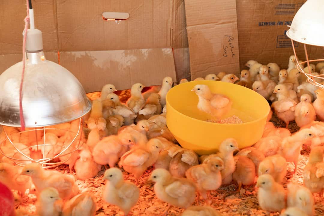 Young chicks in a brooder, the age group most at risk of coccidiosis
