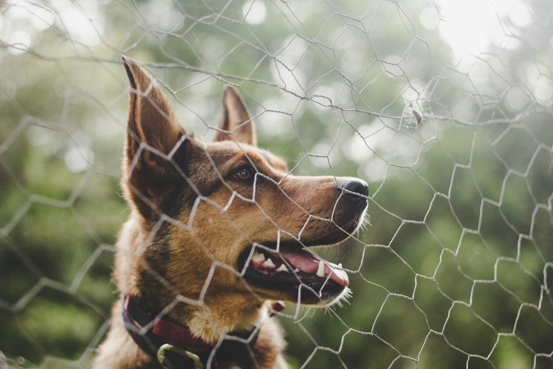 Dog looking through a fence in a yard