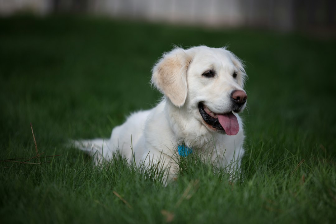 White dog sitting outdoors