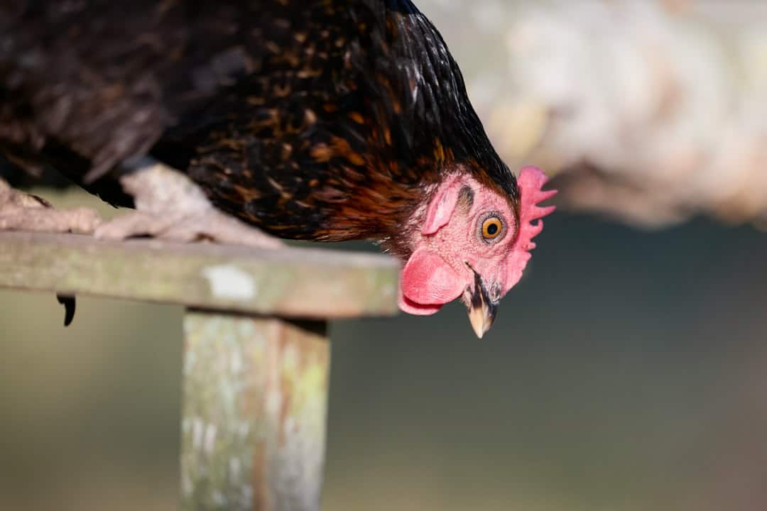Backyard hen with a red comb perched on wood, looking down alertly