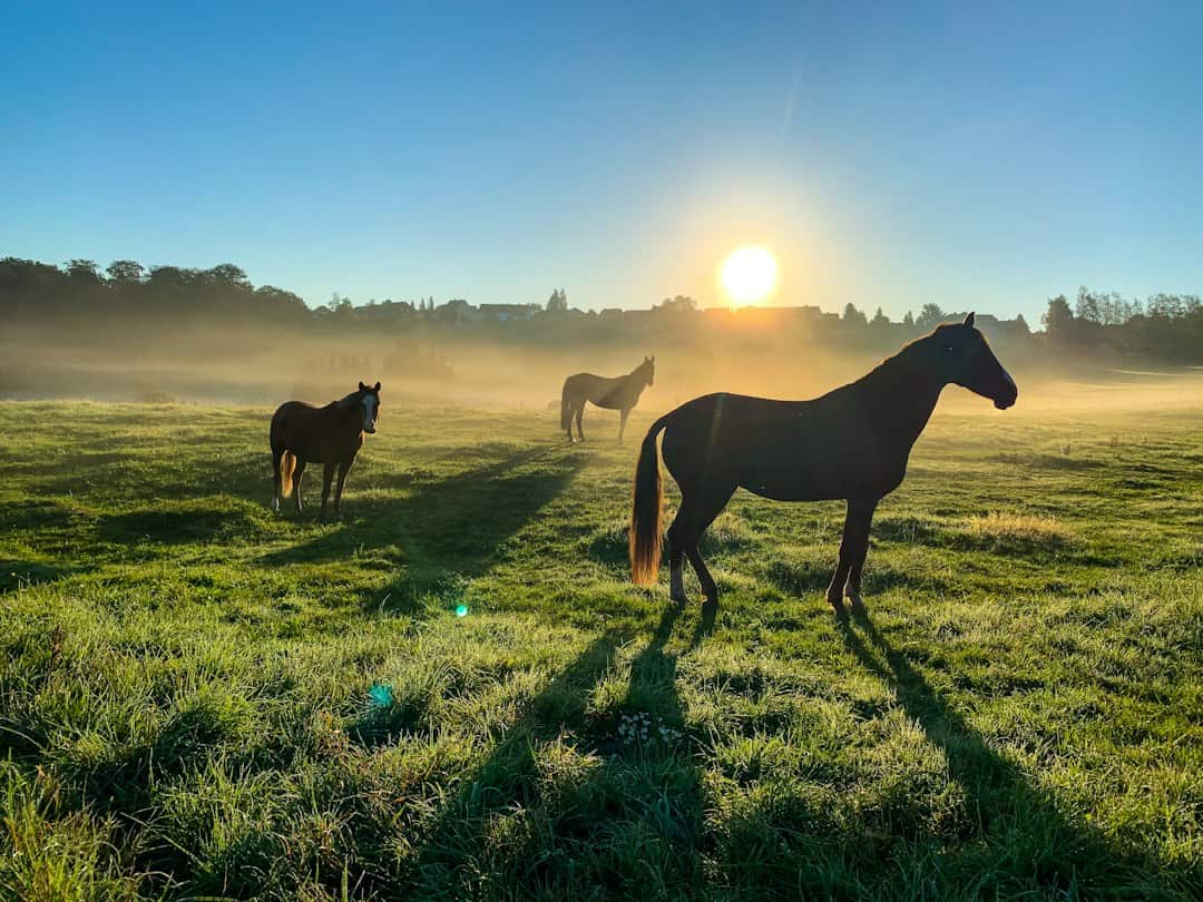 Horses grazing on a green pasture at sunrise
