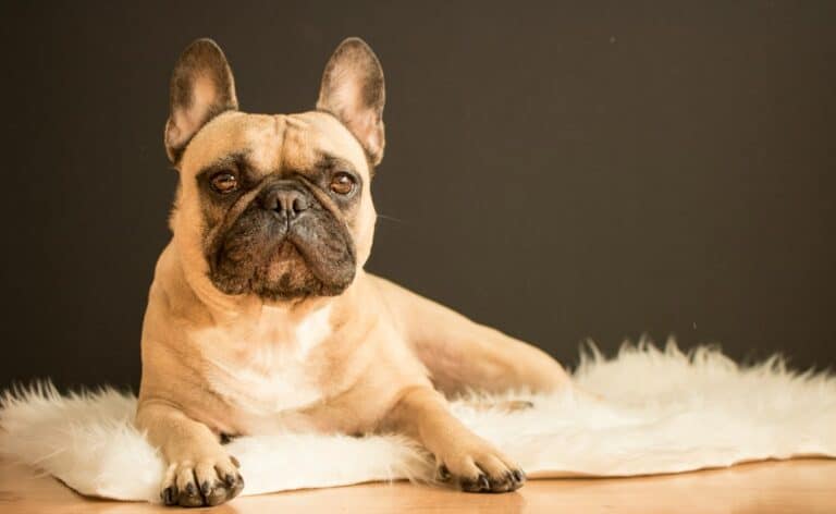 French Bulldog, the most popular dog breed in the US, posing on a rug