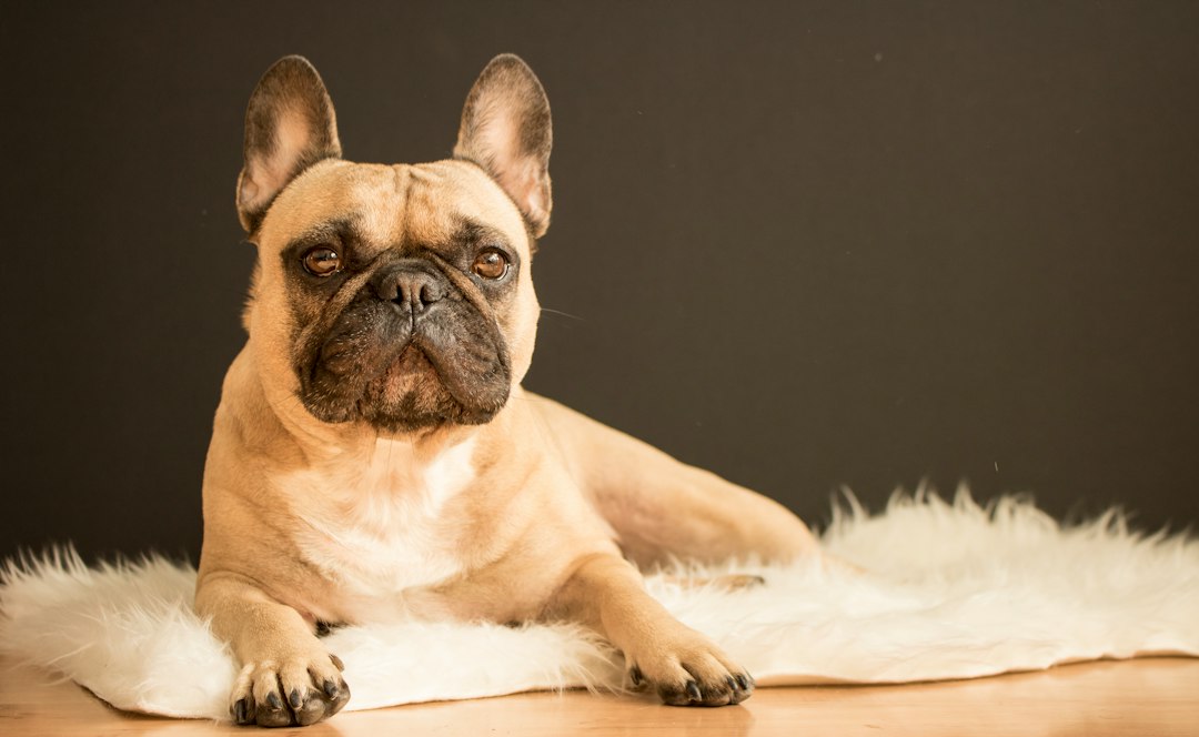 French Bulldog, the most popular dog breed in the US, posing on a rug