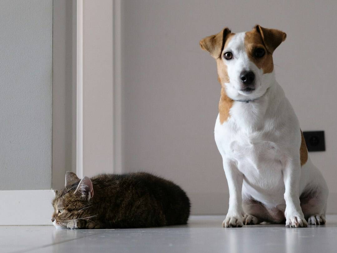 A dog and a cat sitting together on the floor at home
