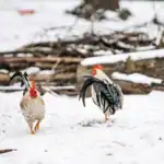 A domestic hen and rooster standing together outdoors in winter