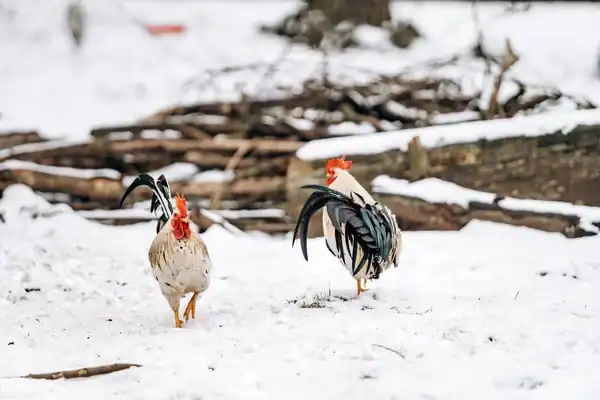 A domestic hen and rooster standing together outdoors in winter