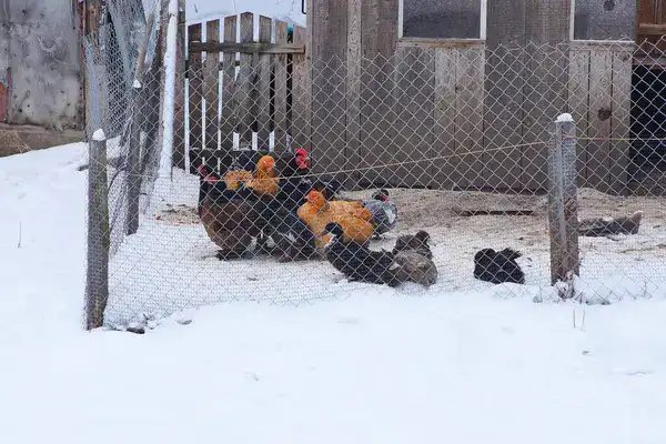 Black and brown hens and roosters standing together in the snow