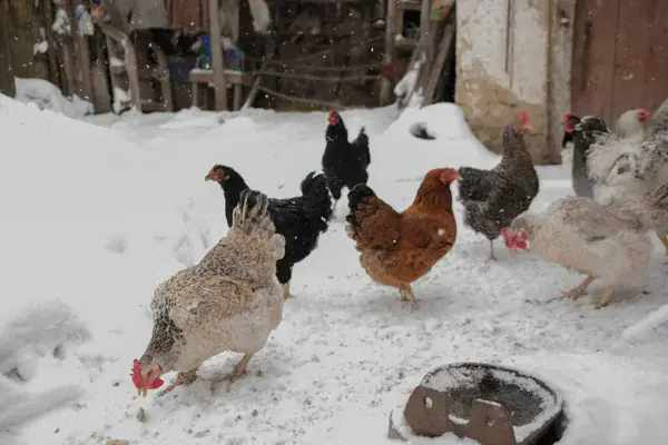 Backyard chickens walking and pecking for food across a snowy farmyard