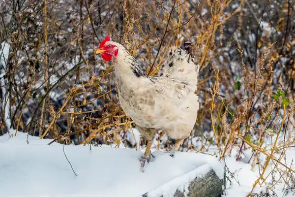 A white hen walking through snow on a farm in winter