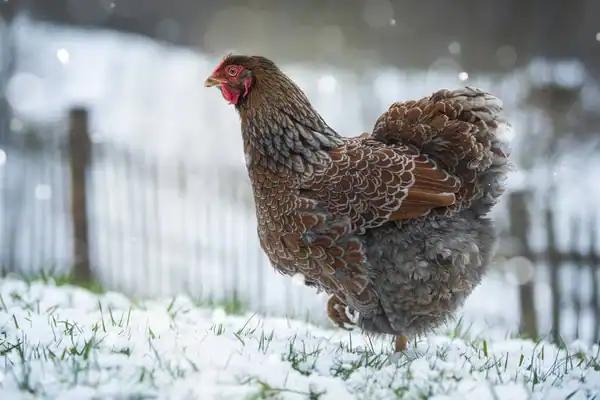 Wyandotte hen with a low rose comb standing in a snowy winter landscape