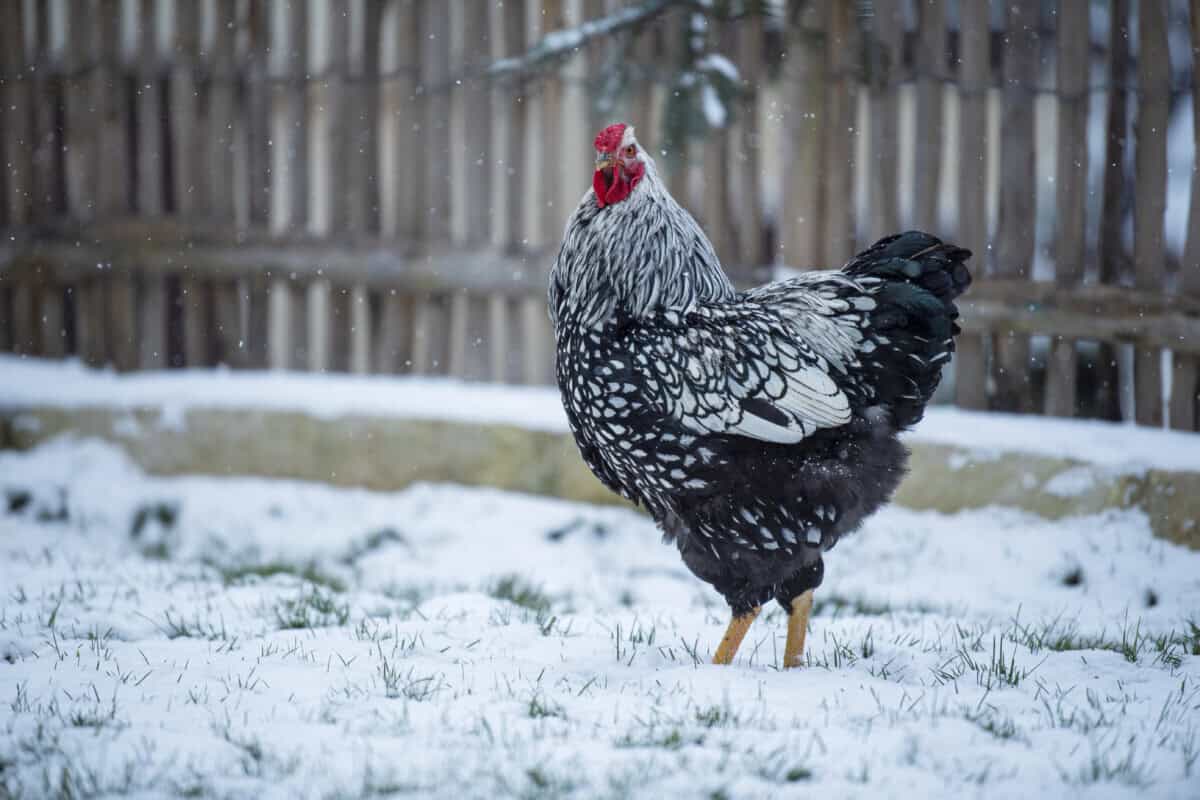 Wyandotte rooster standing in a snowy winter landscape